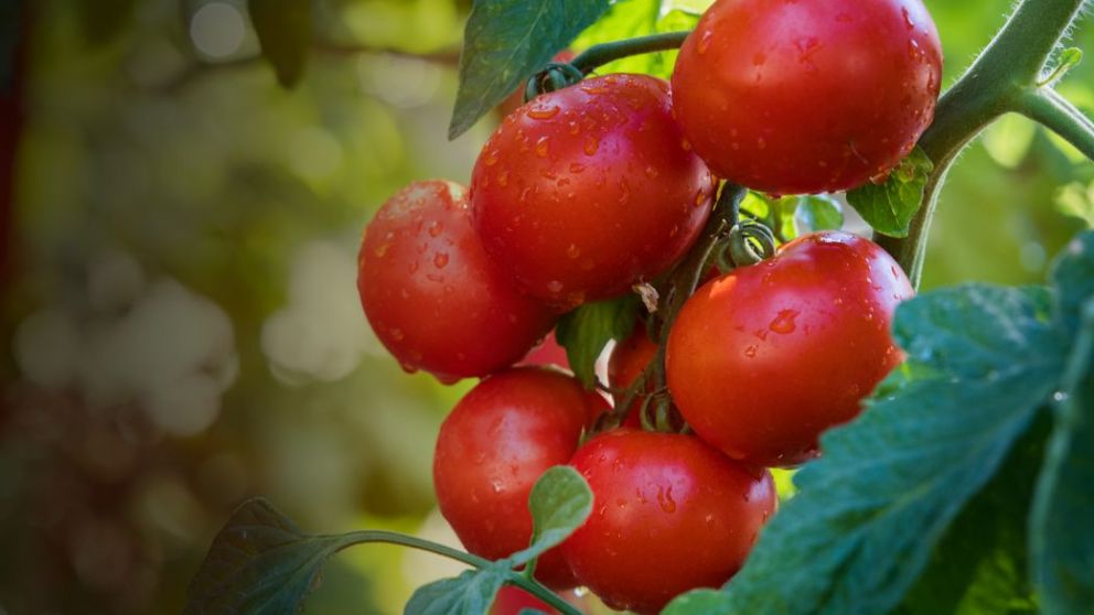 Tomate rin: el MAG afina costos para mejorar la rentabilidad productiva en Ecuador