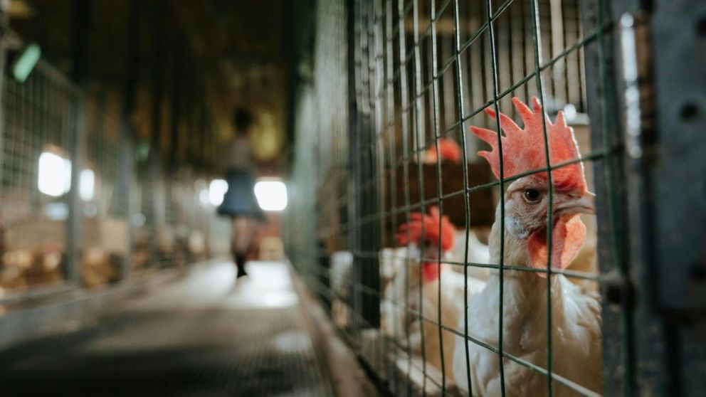 Gripe Aviar en Latam: Uruguay intensifica medidas tras cuarto brote en Brasil