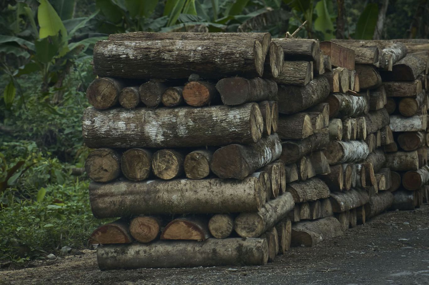 El renacer de la madera: cómo Ecuador convirtió su industria forestal en motor de empleo y exportaciones