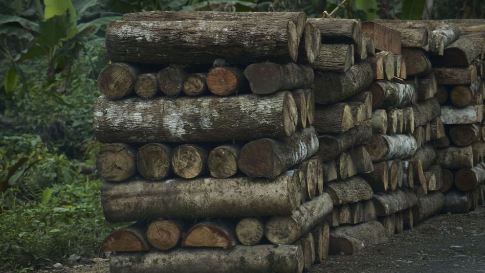El renacer de la madera: cmo Ecuador convirti su industria forestal en motor de empleo y exportaciones