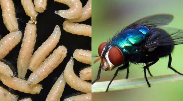 This Fly Could Cost U.S. Cattle Industry Millions - Again