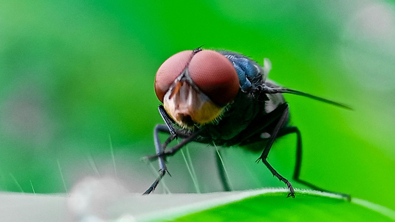 This Fly Could Cost U.S. Cattle Industry Millions - Again