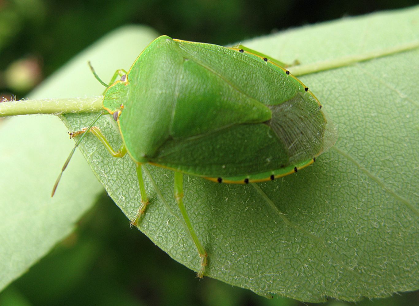 Una plaga adaptable: el chinche verde muestra especialización intestinal al alimentarse de maíz