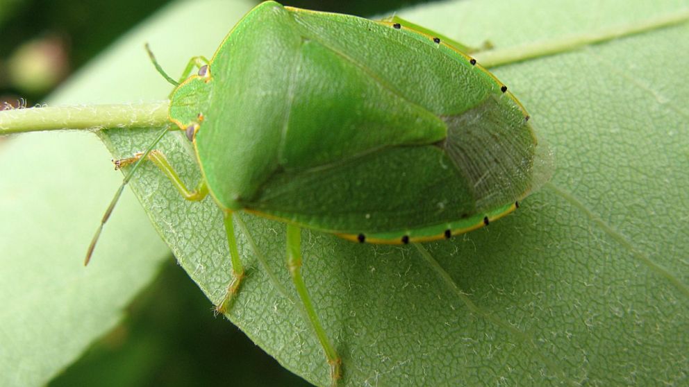 Una plaga adaptable: el chinche verde muestra especializacin intestinal al alimentarse de maz