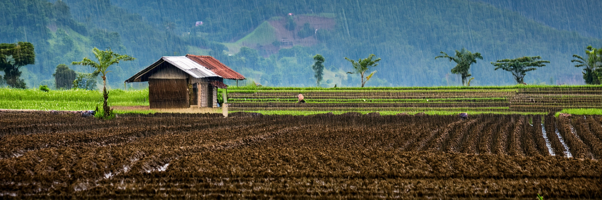 Clima y agricultura en El Salvador: alerta por variabilidad pluviométrica afecta cultivos clave