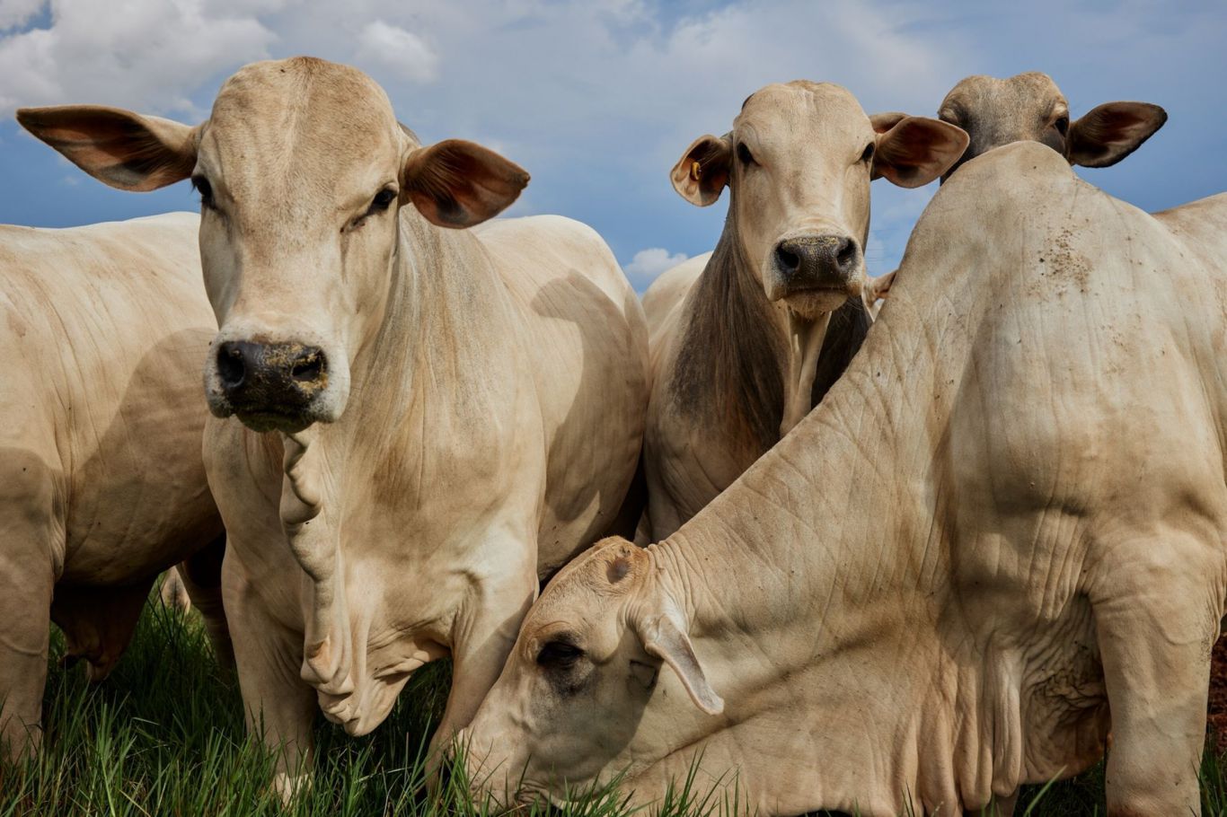 Brasil afina su estrategia para conquistar el mercado chino con carne bovina premium
