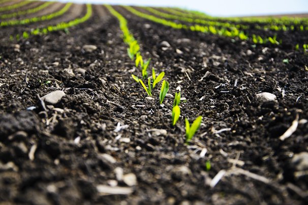 U.S. Corn Emergence Hits 94% as Key Planting Progress Moves Forward in South America