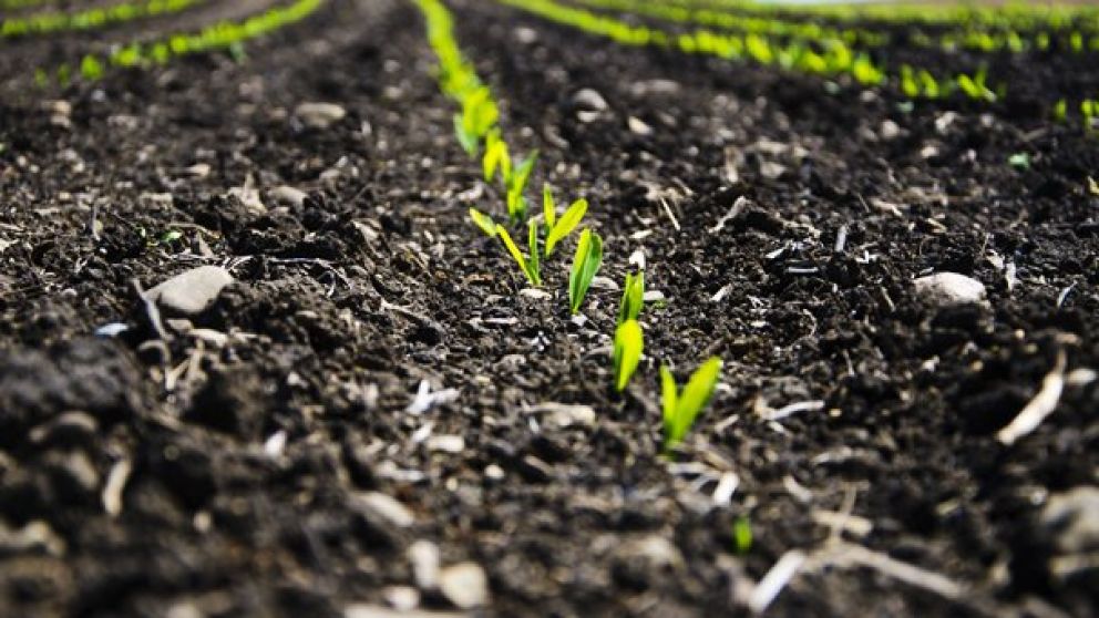 U.S. Corn Emergence Hits 94% as Key Planting Progress Moves Forward in South America
