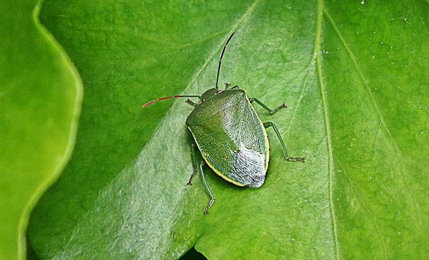 Chinche Verde y Maíz: El enigma intestinal que podría revolucionar el control de plagas
