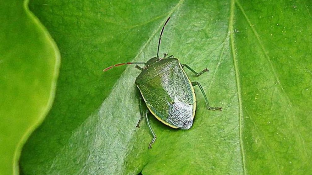 Chinche Verde y Maz: El enigma intestinal que podra revolucionar el control de plagas