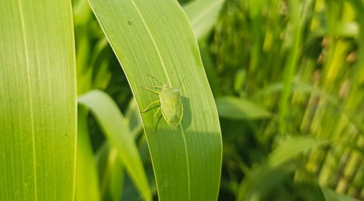 Chinche Verde y Maíz: El enigma intestinal que podría revolucionar el control de plagas