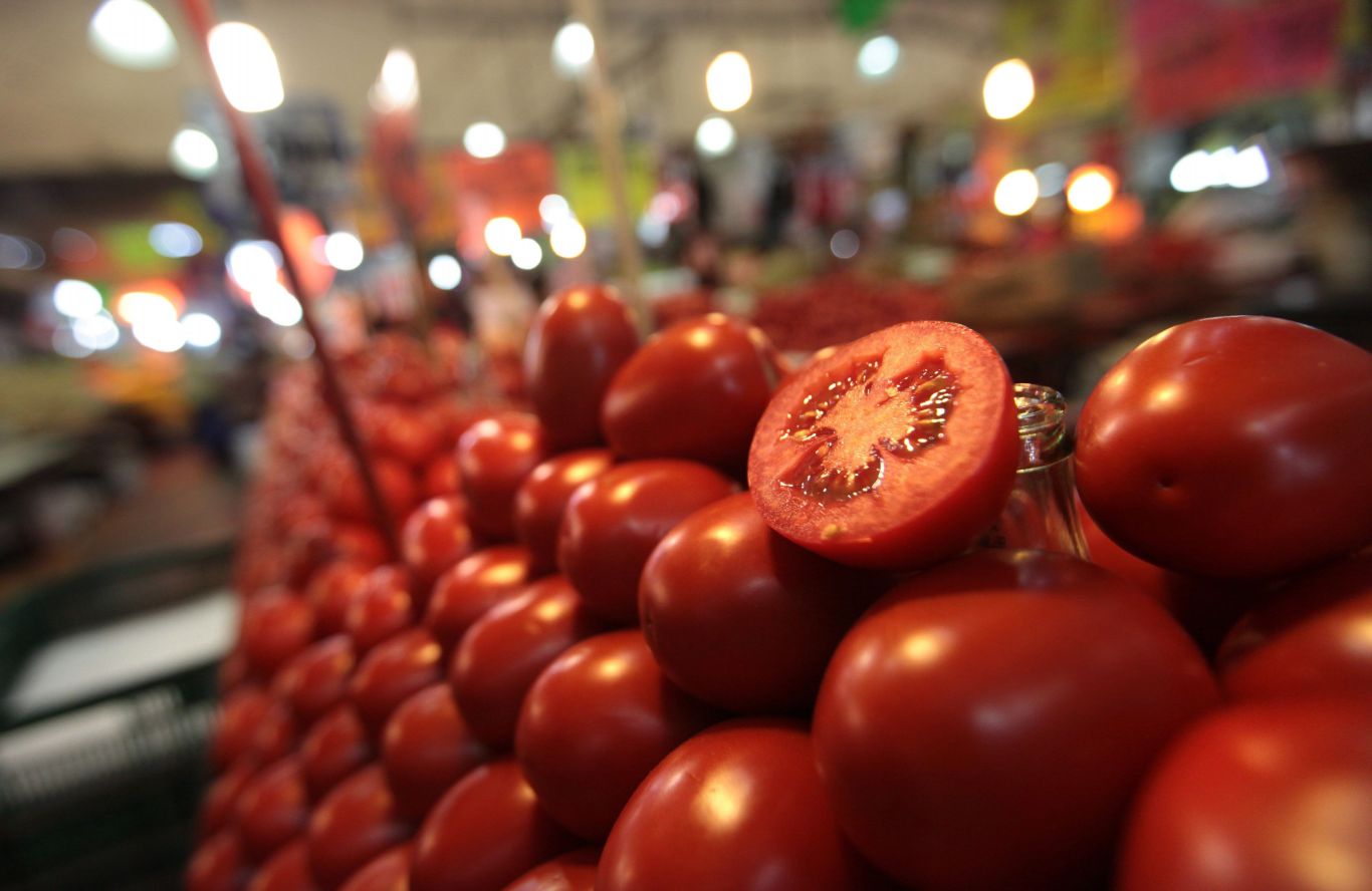 Tomate Mexicano en Crisis: ¿Qué está fallando en el campo exportador?