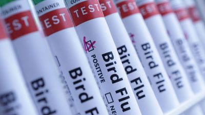 Restricción inesperada: Japón congela importación de huevos y pollitos de brasil