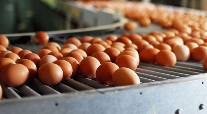 Restriccin inesperada: Japn congela importacin de huevos y pollitos de brasil
