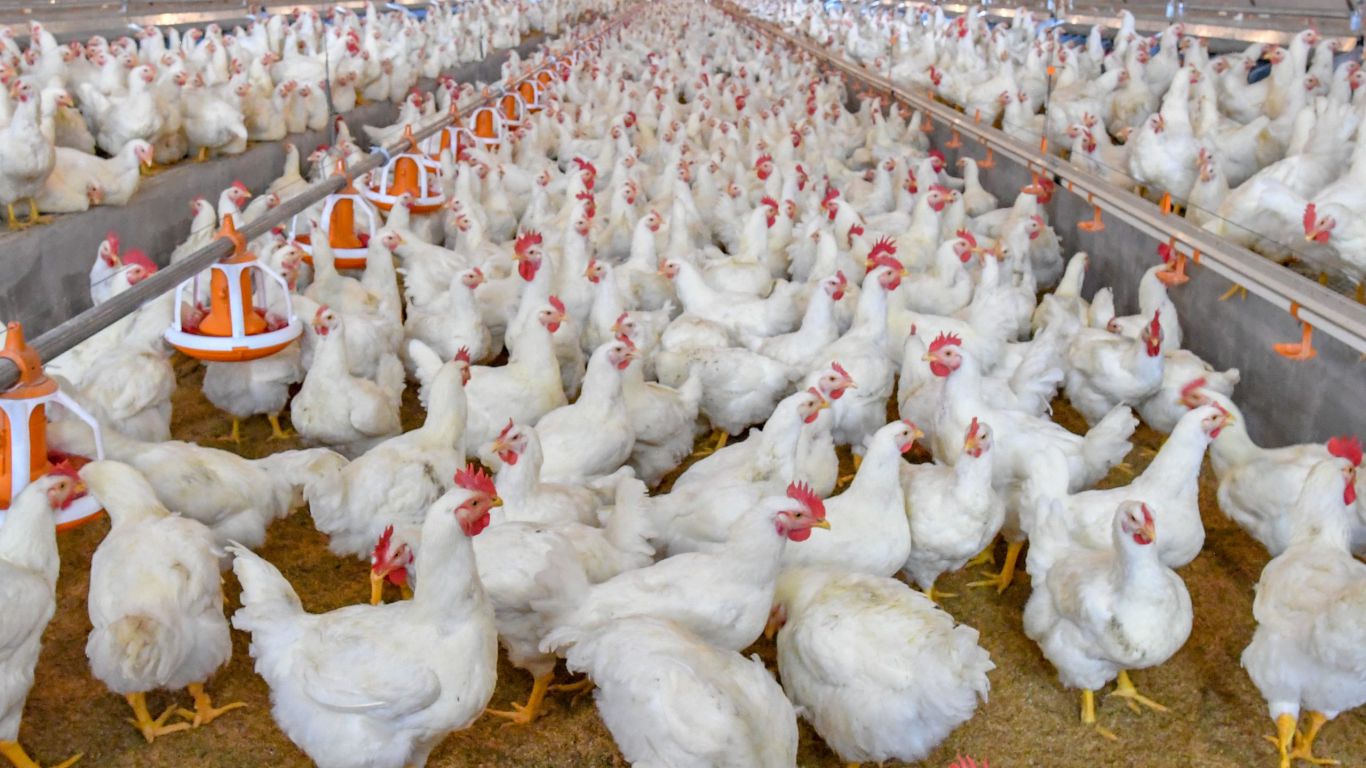 Japón suspende importaciones avícolas desde Brasil: alerta por casos de influenza aviar