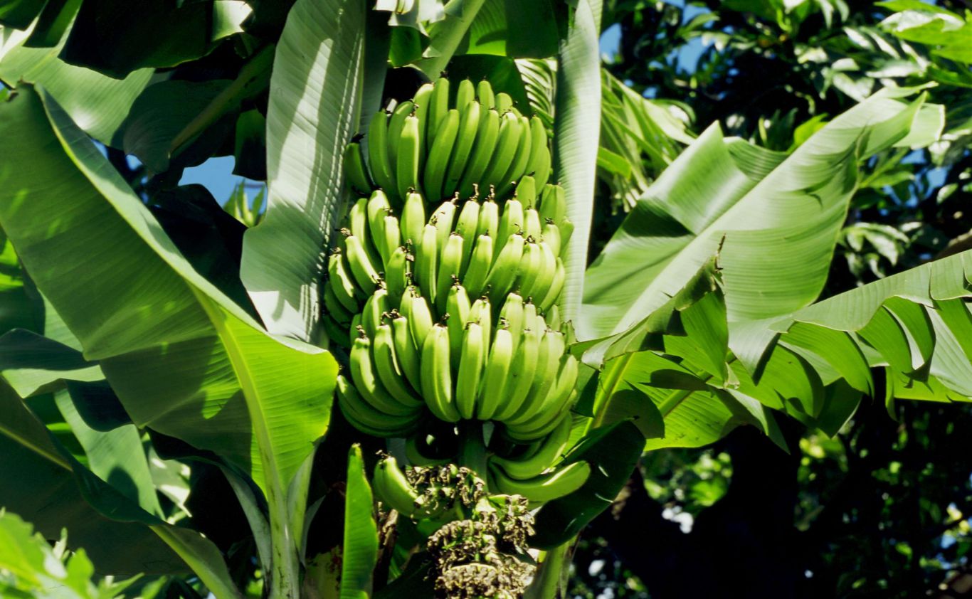 Plagas amenazan al banano nacional: productores alertan por expansión del moko en Ecuador