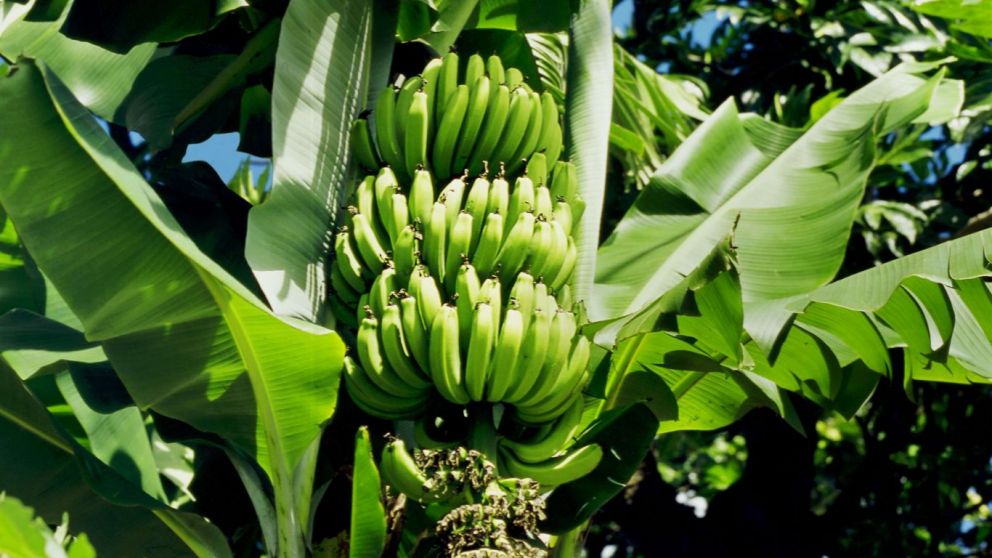 Plagas amenazan al banano nacional: productores alertan por expansin del moko en Ecuador