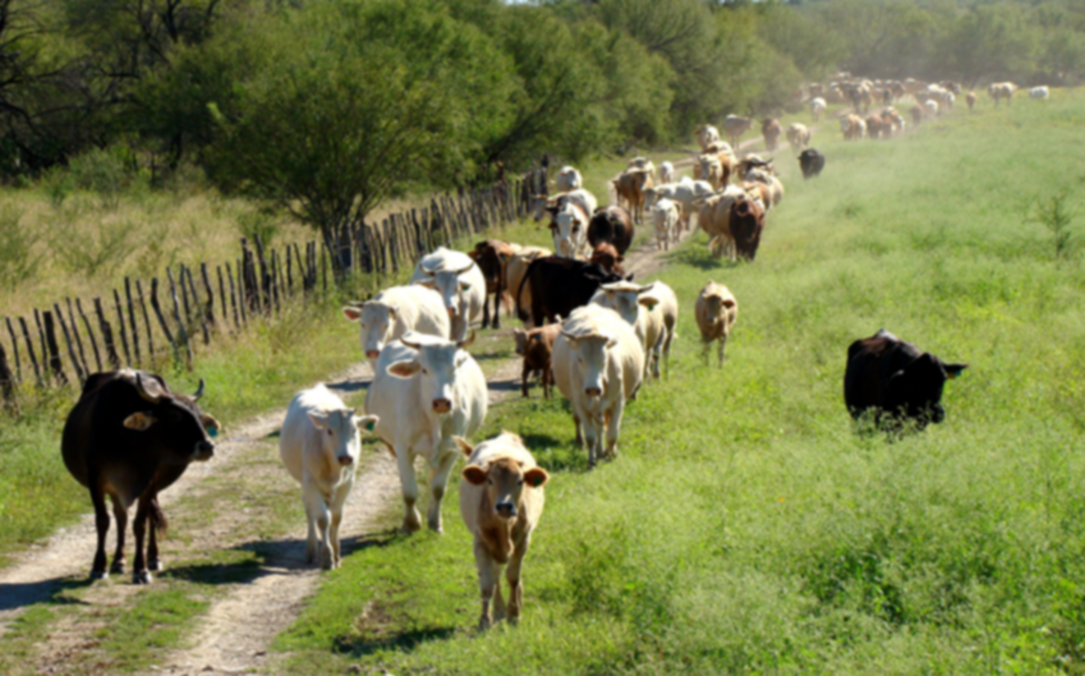 Zacapa bajo la lupa sanitaria: MAGA intensifica el muestreo para frenar la brucelosis bovina