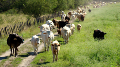 Zacapa bajo la lupa sanitaria: MAGA intensifica el muestreo para frenar la brucelosis bovina