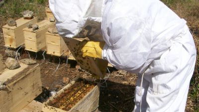 Apicultura en expansión: MIDA capacita a productores de Caimitillo en técnicas de división de colmenas