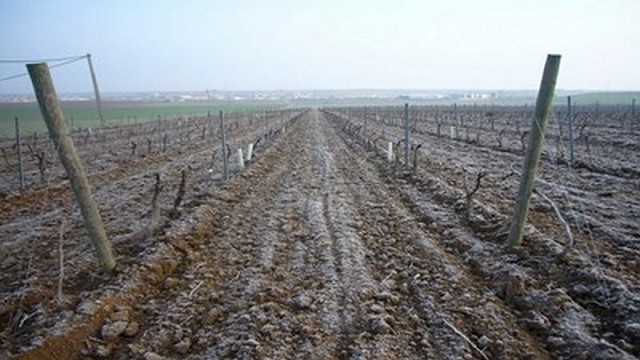 Clima y Cosecha: La Inquietante Posta Invernal que Altera los Planes del Campo