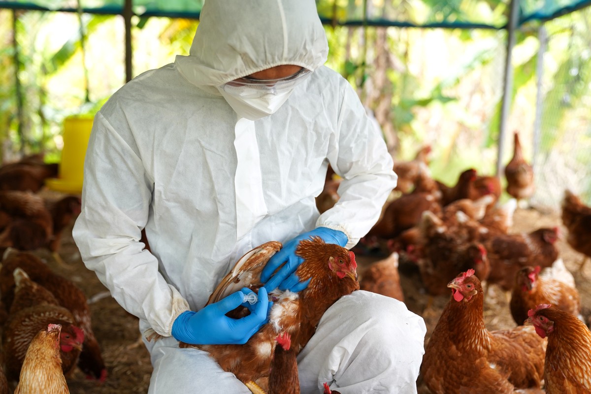 Brasil se declara libre de gripe aviar y reabre expectativas para el comercio avícola regional