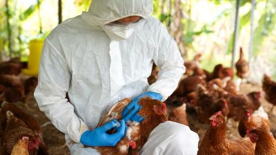 Brasil se declara libre de gripe aviar y reabre expectativas para el comercio avícola regional