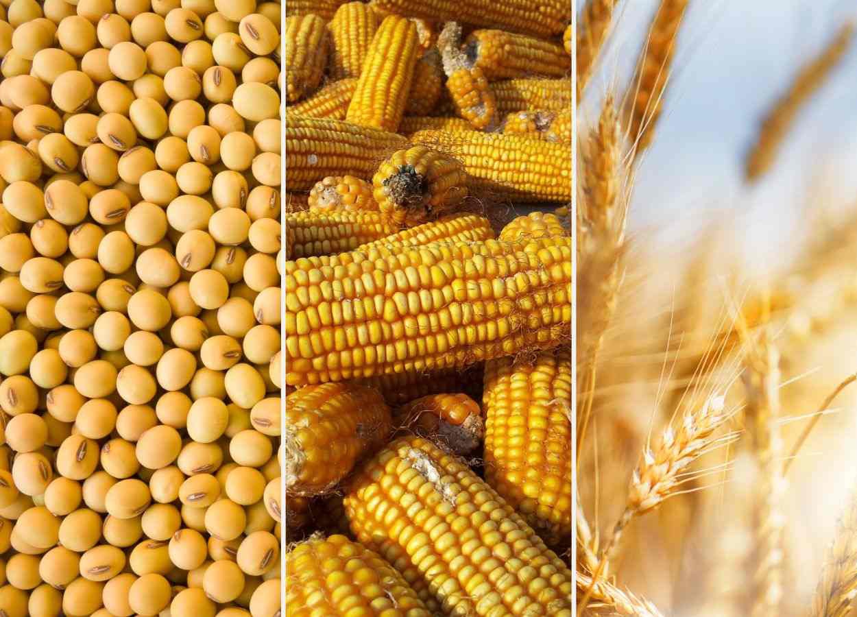 Sudamérica refuerza su protagonismo global tras cosechas récord en un mercado de granos volátil