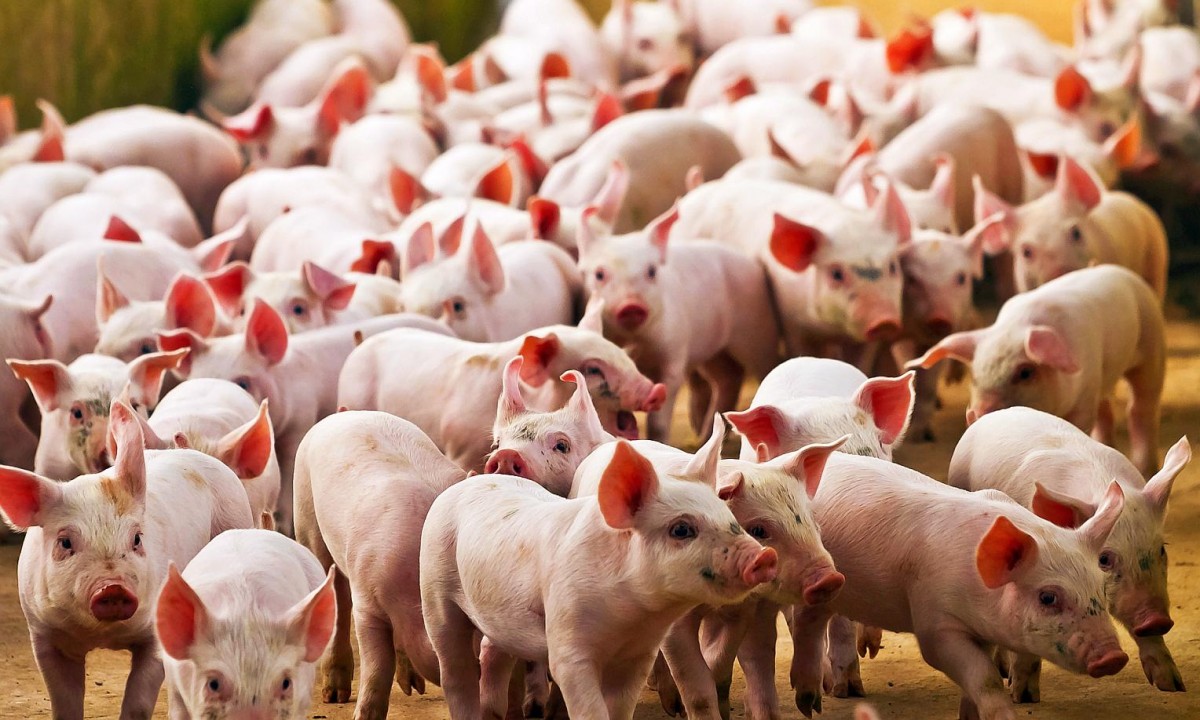 Sector porcino Paraguayo: hacia 100.000 madres reproductoras en 2030