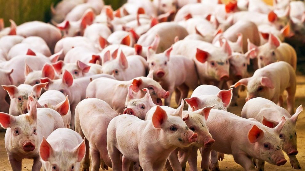 Sector porcino Paraguayo: hacia 100.000 madres reproductoras en 2030