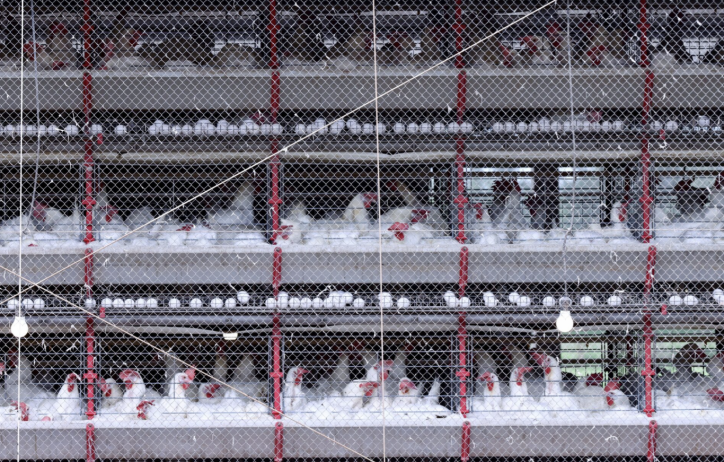 Coronavirus aviar bajo control en Brasil gracias a su geografa: proteccin temporal o falsa seguridad?