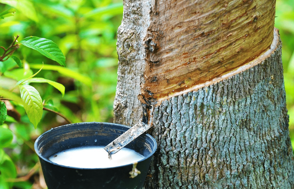 La seringueira: el árbol amazónico que impulsa producción sostenible y valor agregado