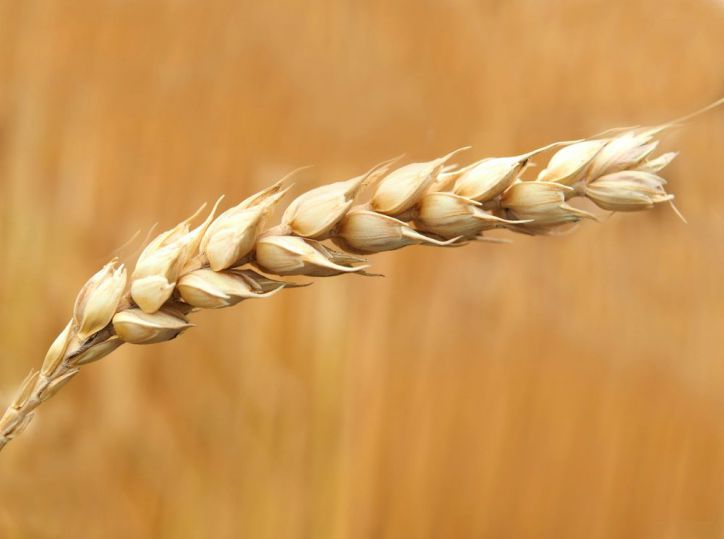 Comercio Agrícola: Brasil aspira a producir 20 millones de toneladas de trigo con ciencia e innovación