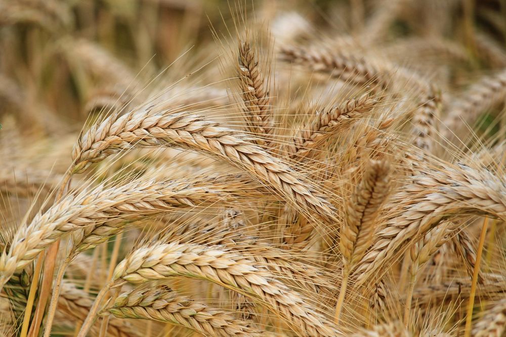 Comercio Agrícola: Brasil aspira a producir 20 millones de toneladas de trigo con ciencia e innovación