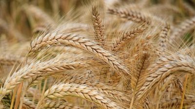 Comercio Agrícola: Brasil aspira a producir 20 millones de toneladas de trigo con ciencia e innovación