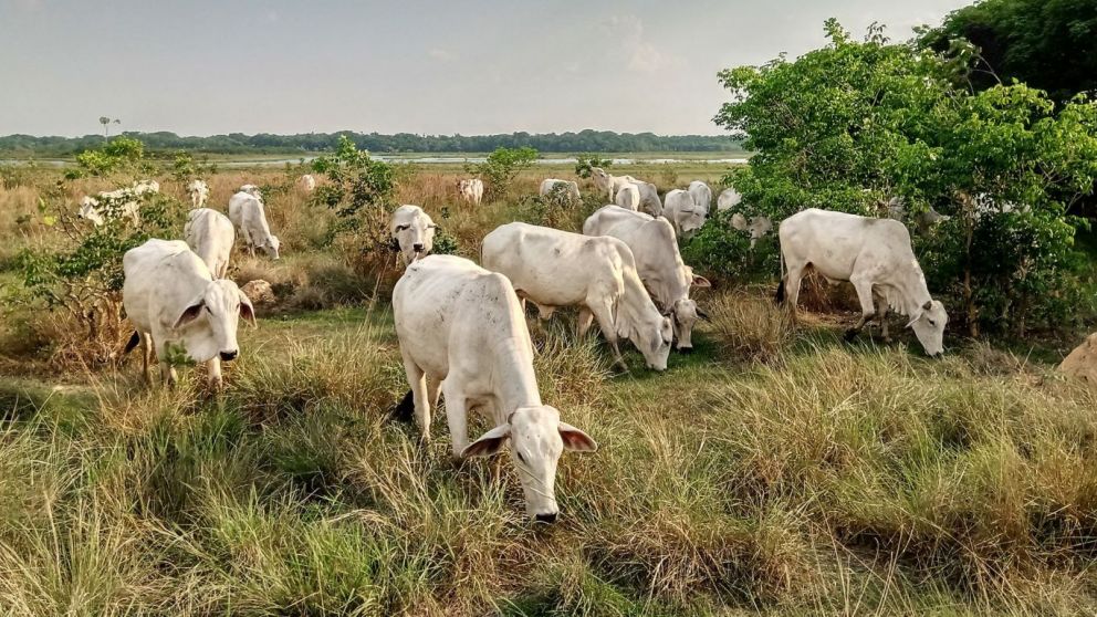 Ganaderos bolivianos alzan la voz: CONGABOL exige agenda productiva y respalda el Foro Agropecuario