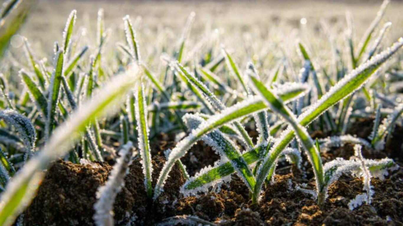 Ola polar en el campo: cómo afectará la siembra y la logística agrícola