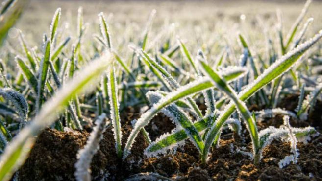 Ola polar en el campo: cómo afectará la siembra y la logística agrícola
