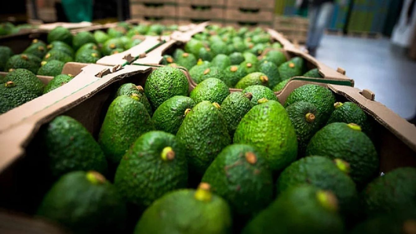Aguacate Hass Colombiano: Campo 4.0 y revolución tecnológica en Quindío y Antioquia