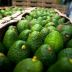 Aguacate Hass Colombiano: Campo 4.0 y revolución tecnológica en Quindío y Antioquia