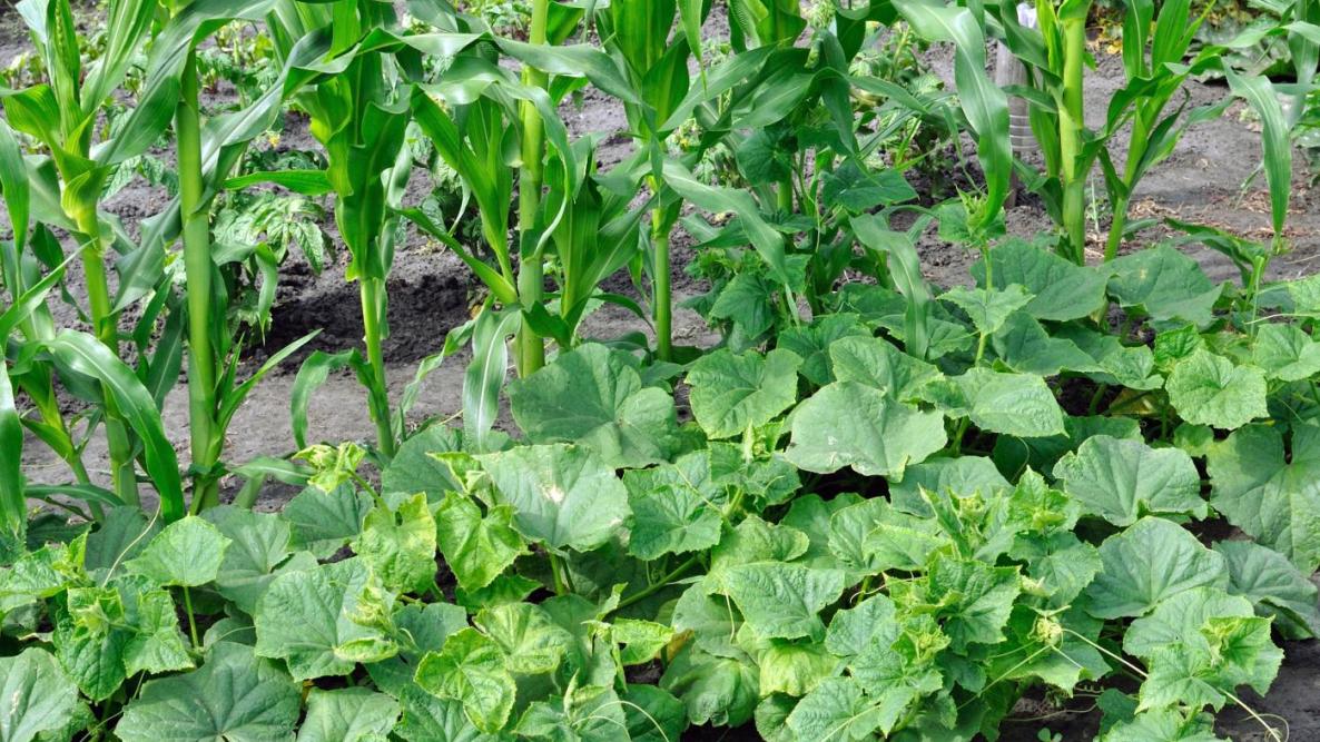 Venezuela eleva su producción agrícola al 97 % y reduce drásticamente las importaciones