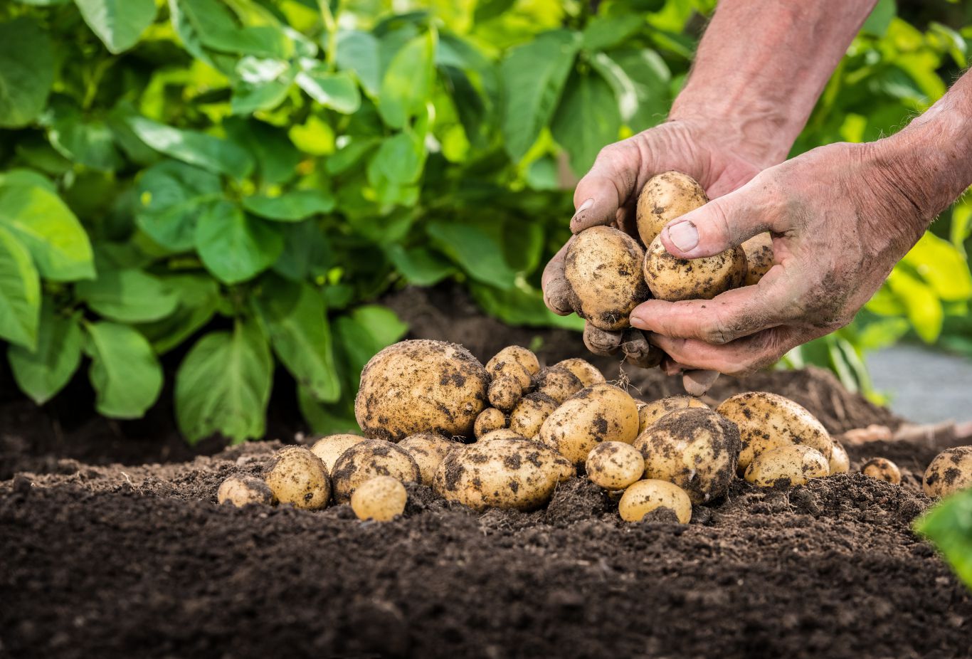 Tecnificación vital: pequeños productores de papa y cebolla acceden a financiamiento para modernizarse