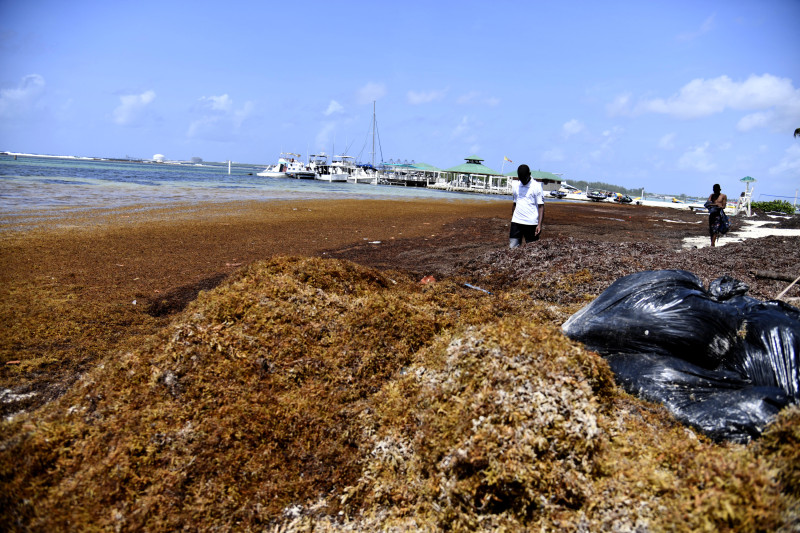 Sargazo y Agroindustria: La República Dominicana explora nuevos usos productivos para combatir la invasión