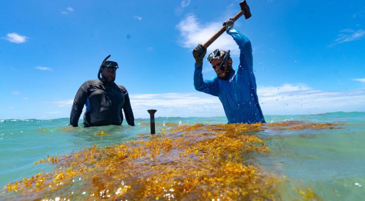 Sargazo y Agroindustria: La República Dominicana explora nuevos usos productivos para combatir la invasión