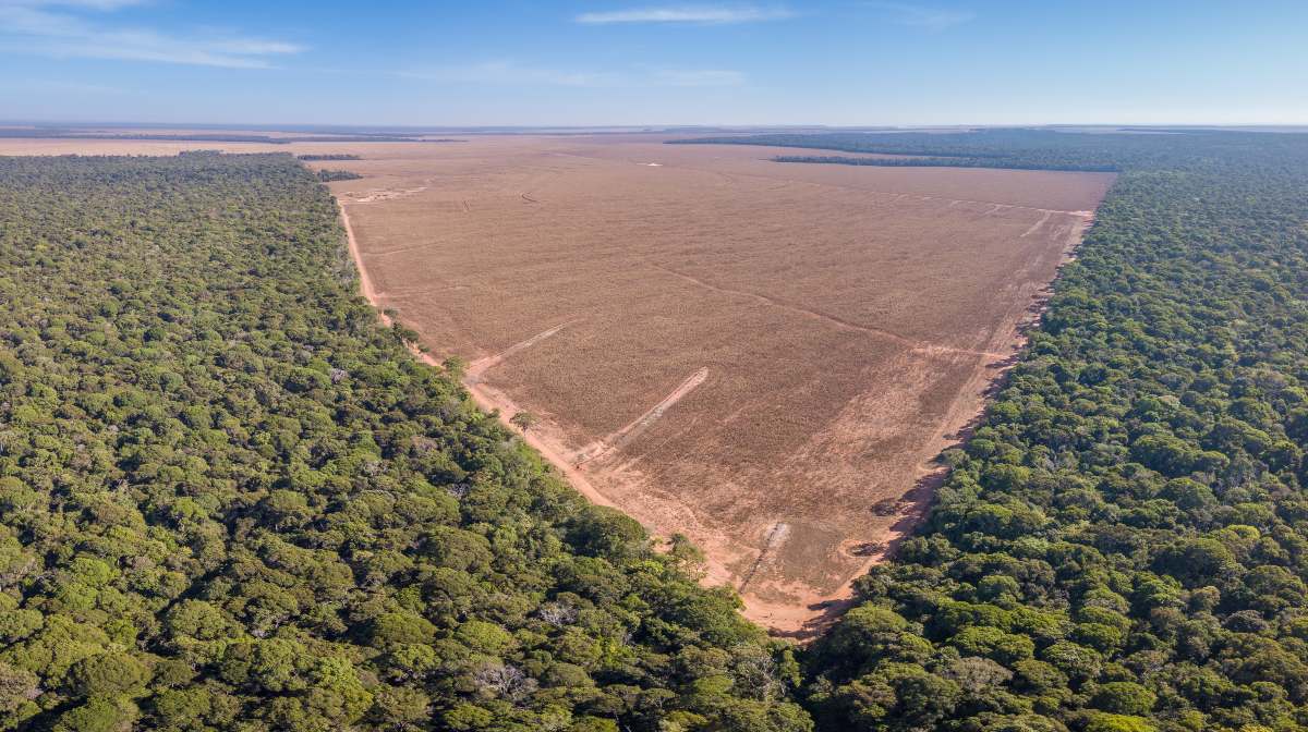 Moratoria de soja en el Amazonas bajo fuego: ¿Se desmorona el muro verde?