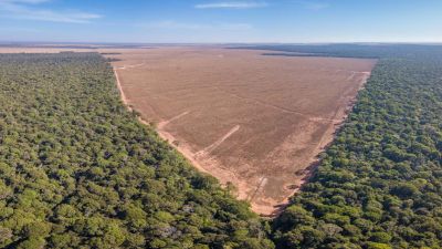 Moratoria de soja en el Amazonas bajo fuego: ¿Se desmorona el muro verde?