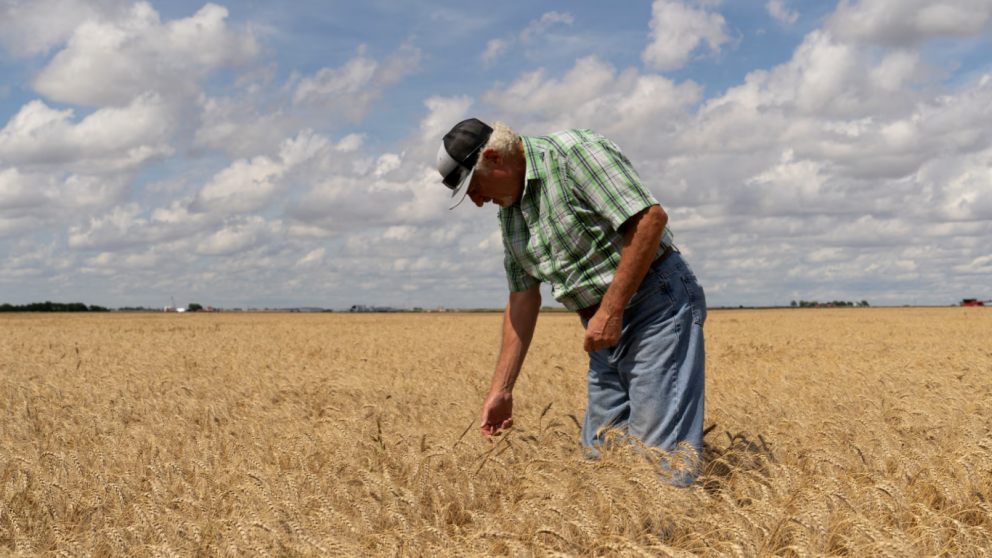 When amber waves fade: Heartland wheat farms at a crossroads