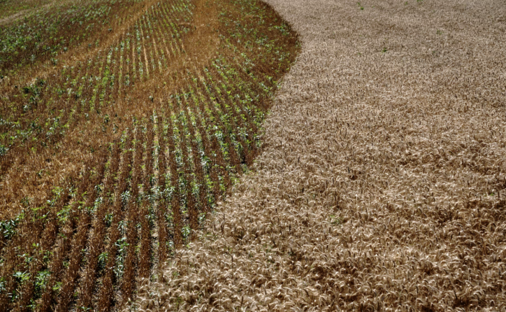 When amber waves fade: Heartland wheat farms at a crossroads
