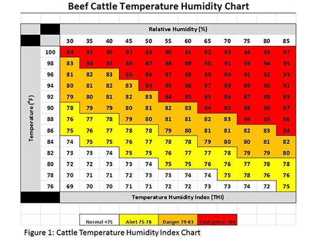 Shielding cattle from heat: Critical steps to avoid health risks