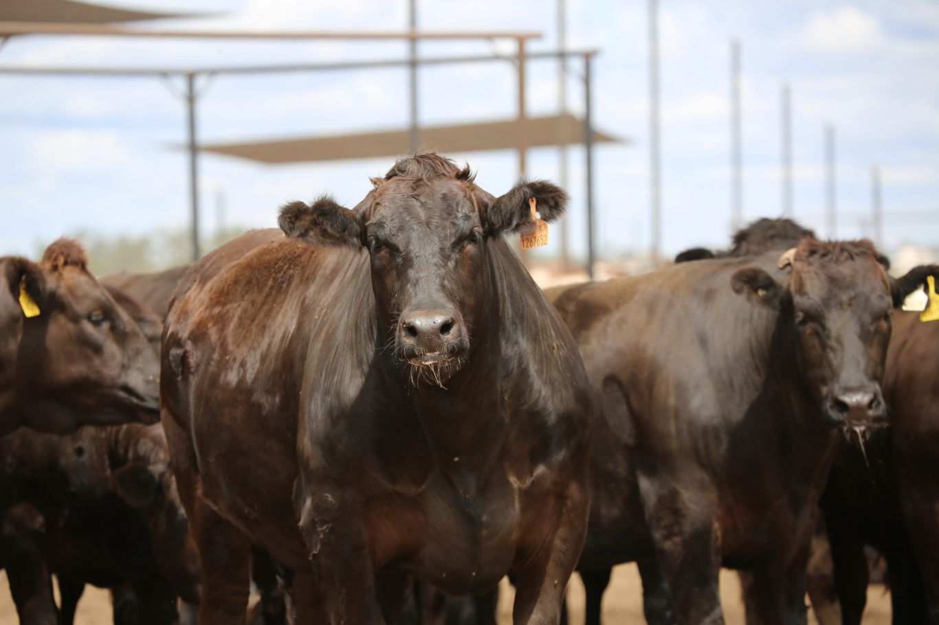 Shielding cattle from heat: Critical steps to avoid health risks